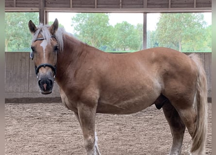 Mezzosangue Polacco Mix, Castrone, 9 Anni, 158 cm, Sauro