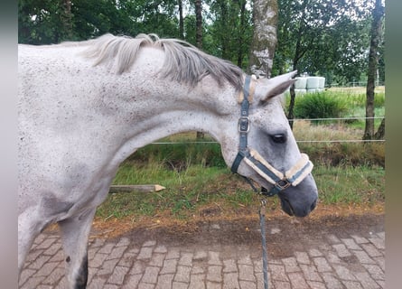 Mezzosangue Polacco, Giumenta, 12 Anni, 156 cm, Grigio