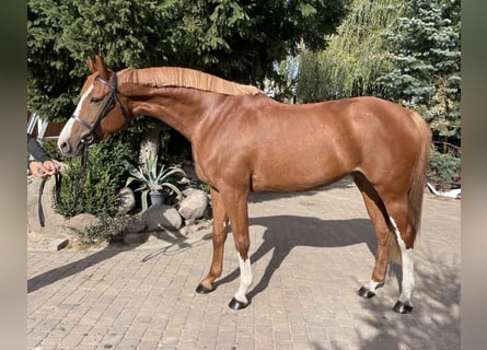 Mezzosangue Polacco, Giumenta, 5 Anni, 169 cm, Sauro