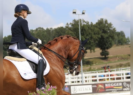 Mezzosangue Polacco, Giumenta, 8 Anni, 166 cm, Sauro