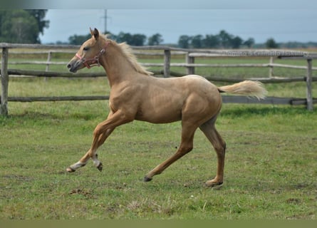 Mezzosangue Polacco, Giumenta, Puledri (05/2024), 168 cm, Palomino