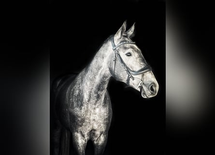 Mezzosangue Polacco, Stallone, 2 Anni, 170 cm, Grigio