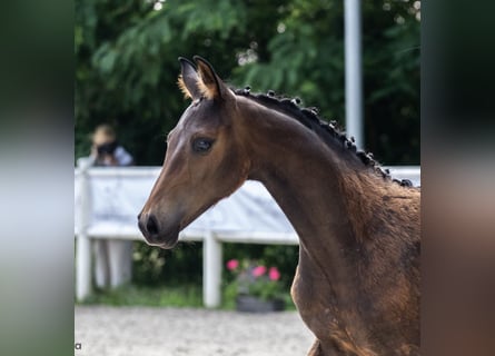 Mezzosangue Polacco, Stallone, Puledri
 (01/2023), 170 cm