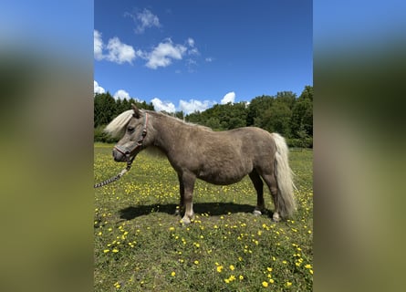 Mini Kuc Szetlandzki, Klacz, 15 lat, Izabelowata