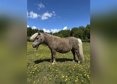 Mini Kuc Szetlandzki, Klacz, 15 lat, Izabelowata