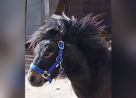 Mini Kuc Szetlandzki, Ogier, 4 lat, 80 cm, Ciemnogniada