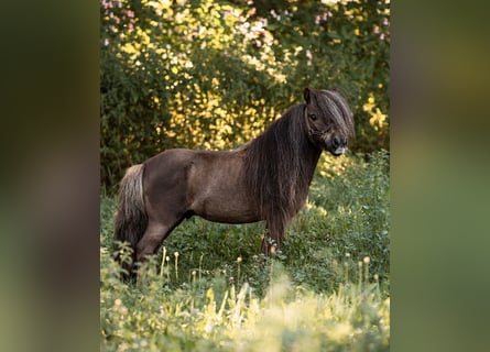 Mini poney Shetland, Étalon, 12 Ans, 77 cm, Alezan brûlé