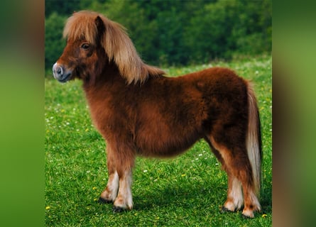 Mini poney Shetland, Étalon, 1 Année, 73 cm, Alezan