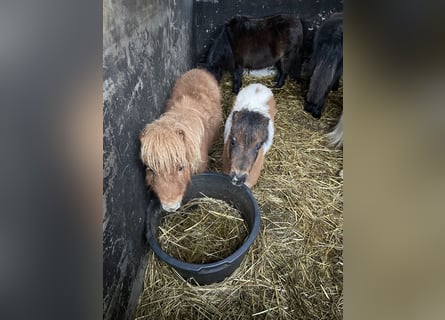 Mini poney Shetland, Étalon, 1 Année, 75 cm, Alezan