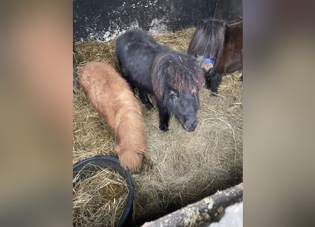 Mini poney Shetland, Étalon, 1 Année, 75 cm, Noir