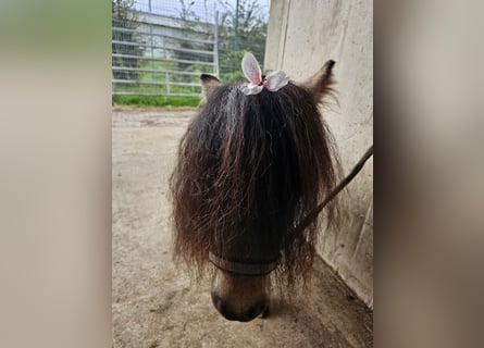 Mini poney Shetland, Étalon, 3 Ans, 85 cm, Pinto