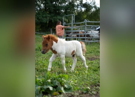 Mini poney Shetland, Étalon, Poulain (07/2024), 80 cm, Pinto