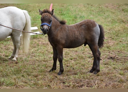 Mini poney Shetland, Étalon, Poulain (06/2024), 85 cm, Gris