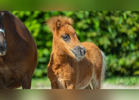 Mini poney Shetland, Étalon, Poulain (01/2024), Alezan