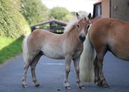 Mini poney Shetland, Étalon, Poulain (01/2023), Alezan