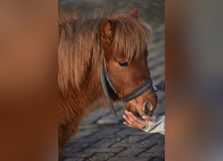 Mini poney Shetland, Hongre, 1 Année, Alezan