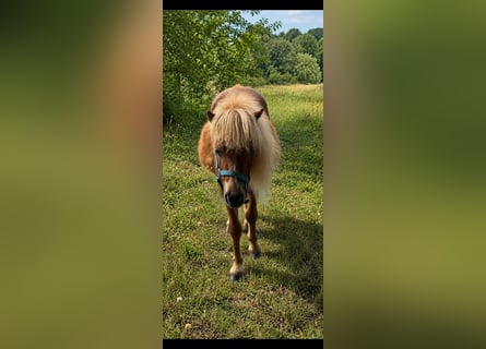 Mini poney Shetland, Hongre, 2 Ans, 80 cm, Alezan