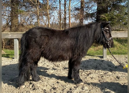 Mini poney Shetland, Hongre, 5 Ans, 100 cm, Bai brun foncé
