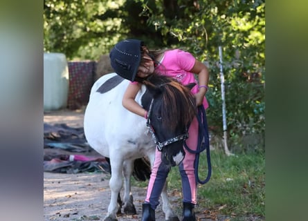 Mini poney Shetland, Hongre, 5 Ans, 83 cm, Pinto