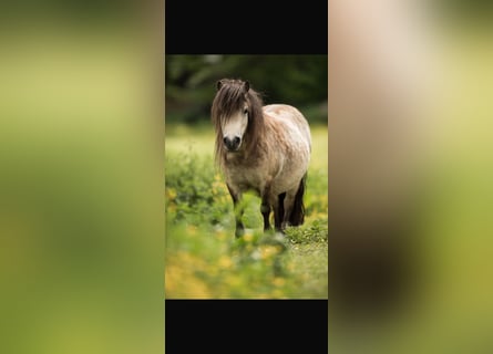 Mini poney Shetland, Jument, 11 Ans, 84 cm, Buckskin
