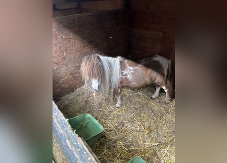 Mini poney Shetland, Jument, 22 Ans, 80 cm, Pinto
