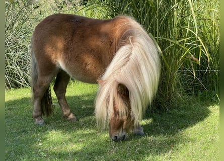 Mini poney Shetland, Jument, 5 Ans, 82 cm, Alezan