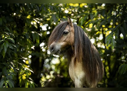 Mini poney Shetland, Jument, 8 Ans, 80 cm, Roan-Bay