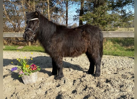 Mini pony Shetland, Caballo castrado, 4 años, 95 cm, Morcillo