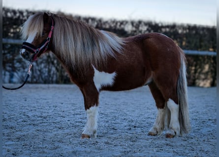 Mini pony Shetland, Caballo castrado, 5 años, 90 cm, Pío