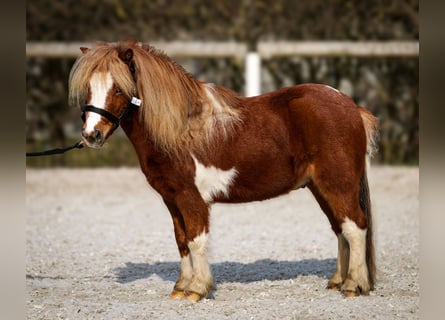 Mini pony Shetland, Caballo castrado, 5 años, 90 cm, Pío