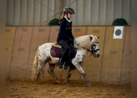 Mini pony Shetland, Caballo castrado, 7 años, 95 cm, Atigrado/Moteado