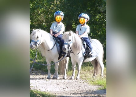 Mini pony Shetland, Caballo castrado, 8 años, 80 cm, Tordo