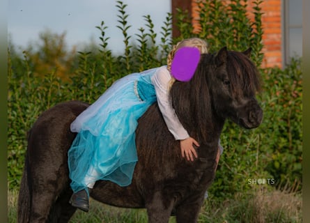 Mini pony Shetland, Caballo castrado, 8 años, 95 cm