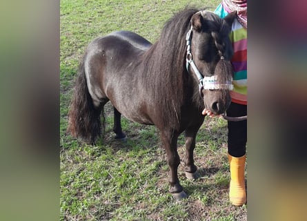 Mini pony Shetland, Caballo castrado, 9 años, 85 cm, Negro