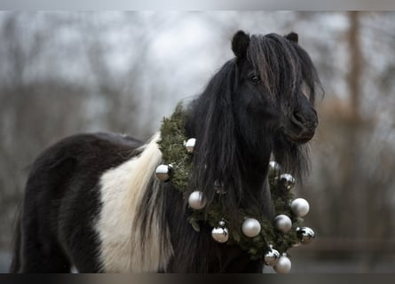 Mini pony Shetland, Semental, 11 años, 84 cm, Pío