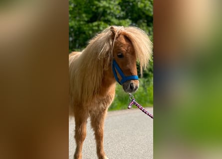 Mini pony Shetland, Semental, 1 año, 69 cm, Red Dun/Cervuno