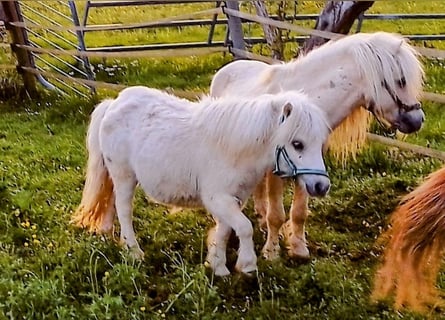 Mini pony Shetland, Semental, 1 año, 70 cm, Palomino