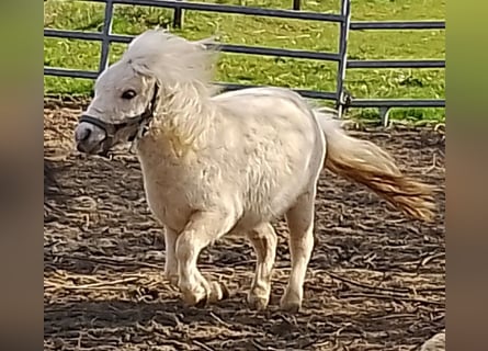 Mini pony Shetland, Semental, 2 años, 80 cm, Palomino