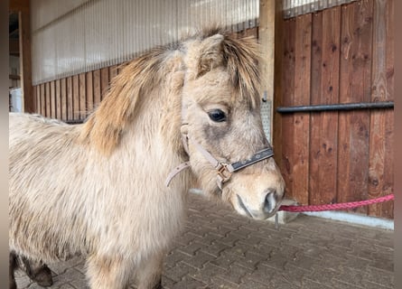 Mini pony Shetland, Semental, 2 años, 86 cm, Bayo