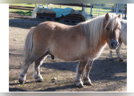 Mini pony Shetland, Semental, 9 años, 77 cm