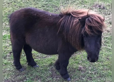 Mini pony Shetland, Yegua, 10 años, 80 cm, Castaño oscuro