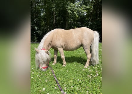 Mini pony Shetland, Yegua, 10 años, 83 cm, Palomino