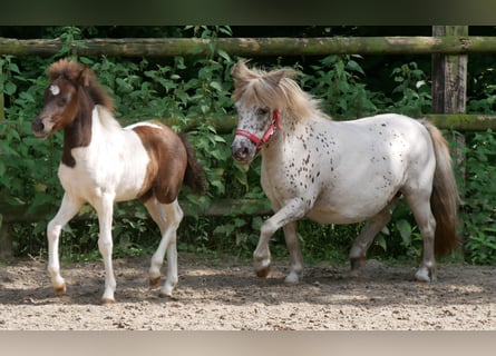 Mini pony Shetland, Yegua, 11 años, 85 cm