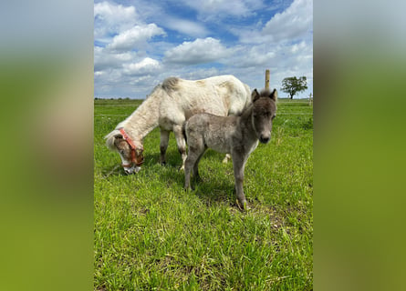 Mini pony Shetland, Yegua, 17 años, 90 cm