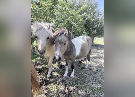 Mini pony Shetland, Yegua, 2 años, 85 cm, Pío