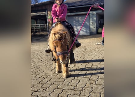 Mini pony Shetland, Yegua, 3 años, 85 cm, Alazán