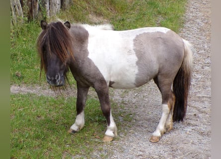 Mini pony Shetland, Yegua, 6 años, 74 cm, Pío