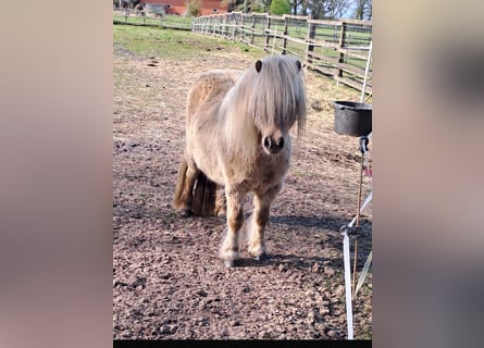 Mini pony Shetland, Yegua, 6 años, 86 cm, Cremello