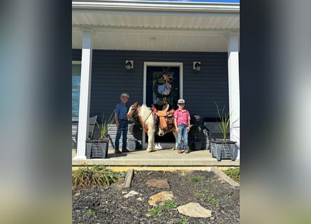 Mini Shetland Pony, Gelding, 10 years, 13 hh, Sorrel