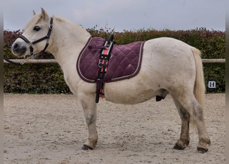 Mini Shetland Pony, Gelding, 13 years, 9,1 hh, Grey